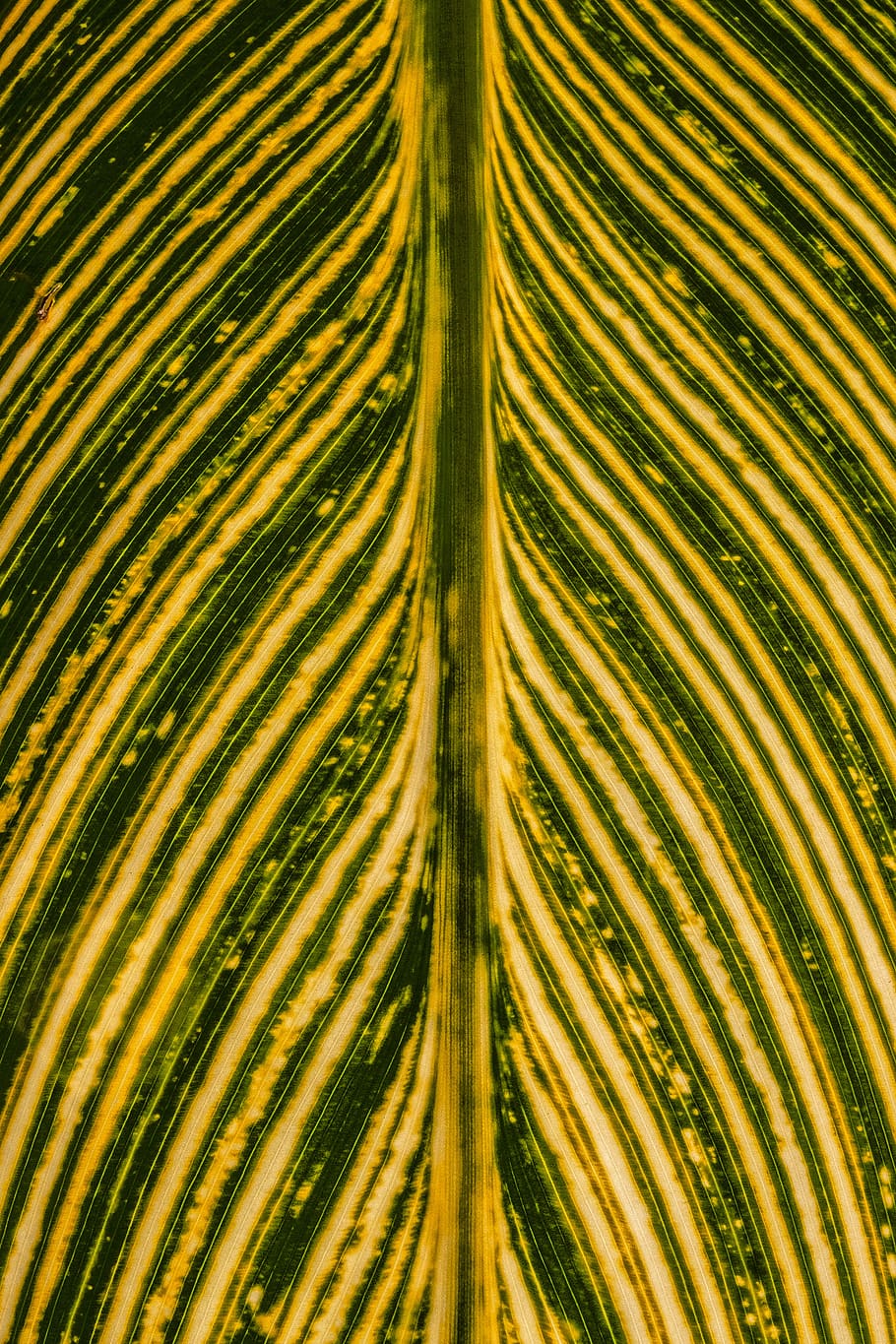 plant, leaf, macro, texture, abstract, green, symmetry, symmetrical HD wallpaper
