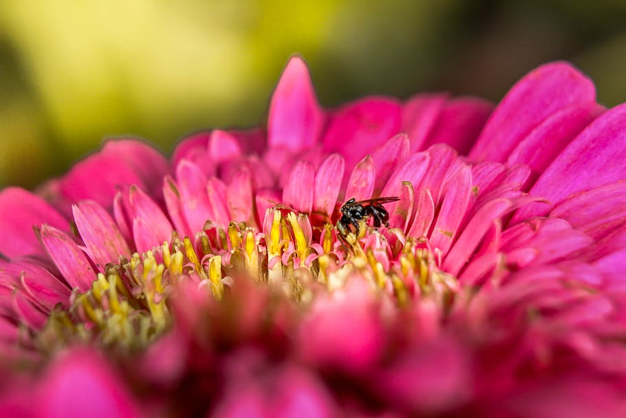 flower, bee, bug, tyto, macro, plant, nature, flowering plant HD wallpaper