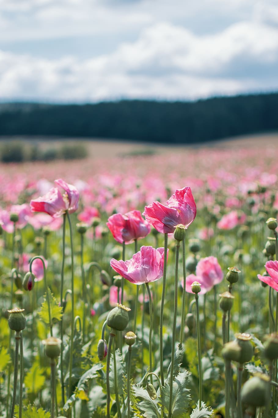 poppy, field, summer, green, beautiful, blossom, bloom, sky HD wallpaper