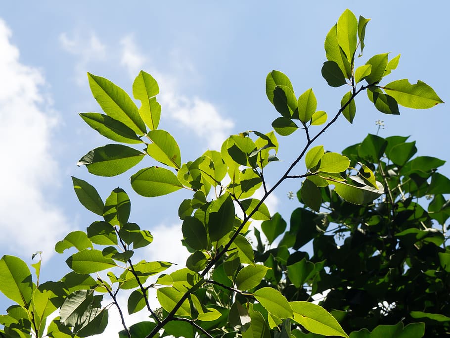 Green Leaves and Blue Sky, Clouds, Nature, Trees, shadows, plant part HD wallpaper