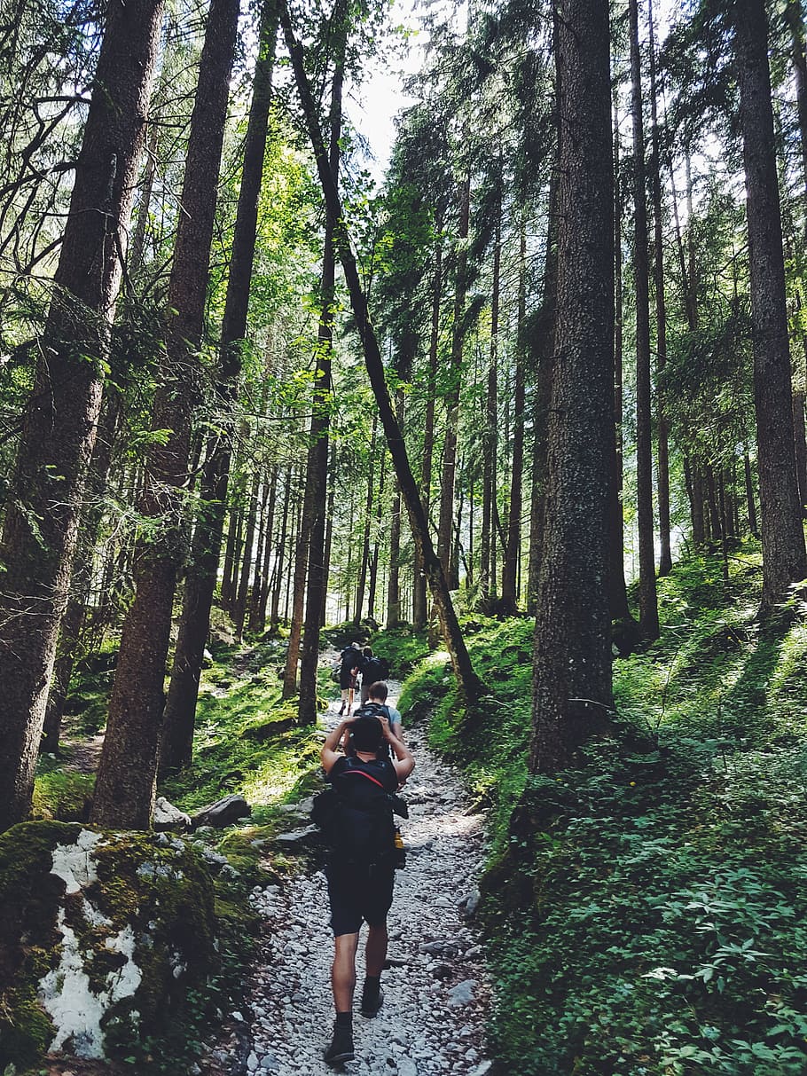 Four People Walking on Gray Path Surrounded by Tall Trees, adventure HD wallpaper