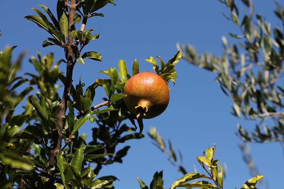 vacations, summer, nature, fruit, tree, blue, green, natural HD wallpaper