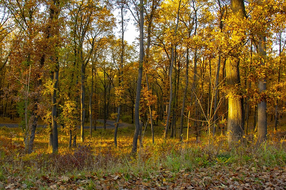 forest, autumn, light, nature, landscape, wood, color, tree HD wallpaper