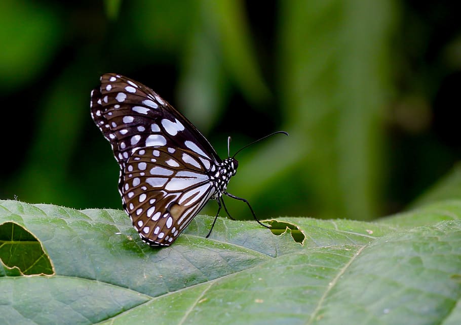india, bengaluru, invertebrate, insect, animal wildlife, animals in the wild HD wallpaper