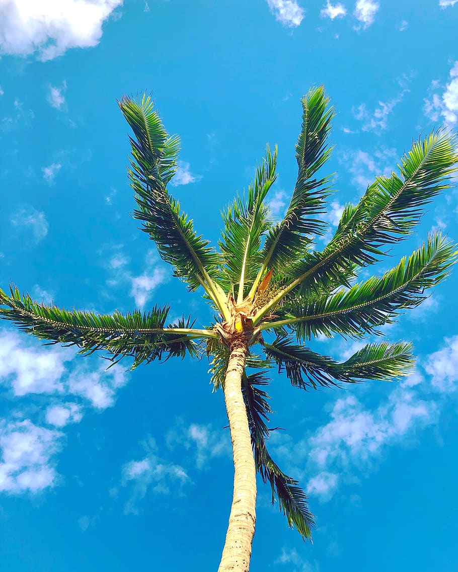 tree, plant, palm tree, arecaceae, 120 hui rd f, united states HD wallpaper