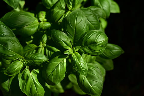 basil, herb, culinary herbs, spice, green, plant, leaves, basil leaves HD wallpaper