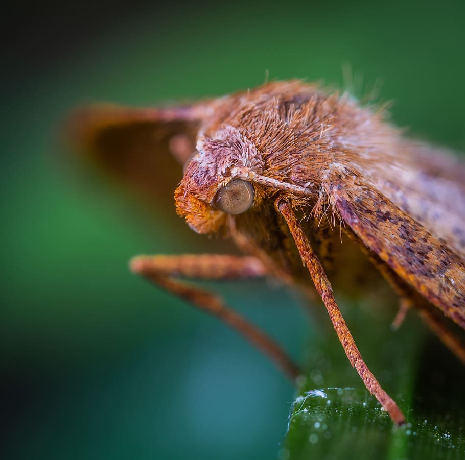 butterfly, lepidoptera, insect, animal themes, one animal, animal wildlife HD wallpaper