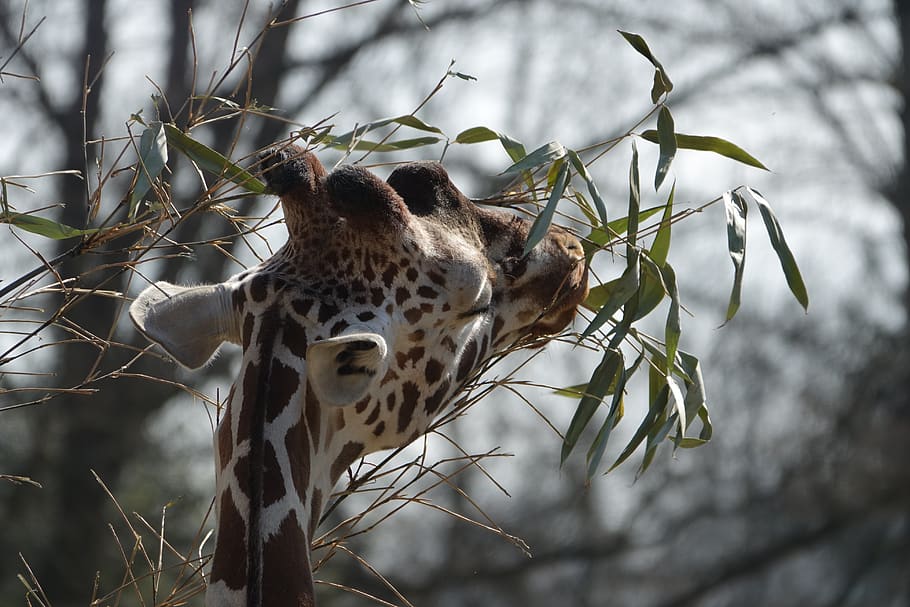 giraffe, zoo, hellabrunn, munich, head, eat, mammal, zoo animal HD wallpaper
