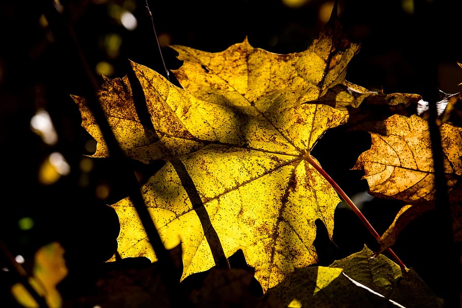 leaf, fall foliage, autumn, fall color, yellow, nature, tree HD wallpaper