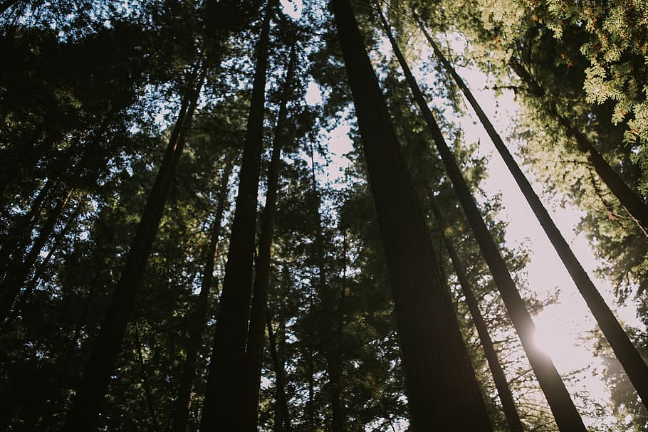 sunlight, forest, tree, redwood, plant, low angle view, tree trunk HD wallpaper