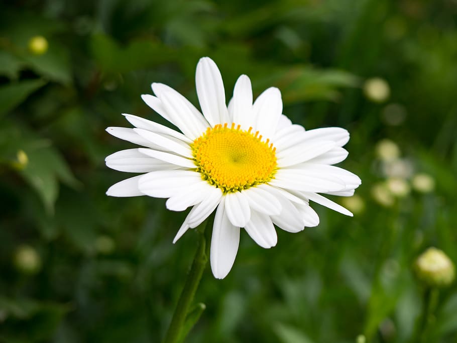 flower, yellow, blur, green, flowering plant, freshness, fragility HD wallpaper