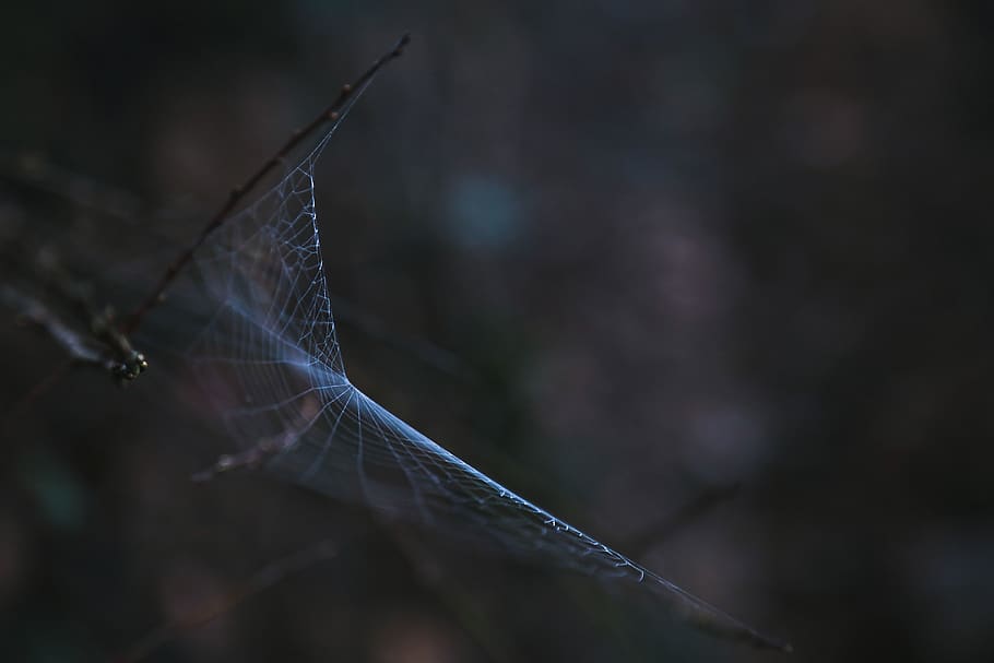 cobweb, invertebrate, animal themes, animal wildlife, animals in the wild HD wallpaper