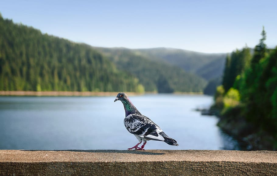 rock dove on concrete surface, pigeon, animal, bird, tree, lake HD wallpaper