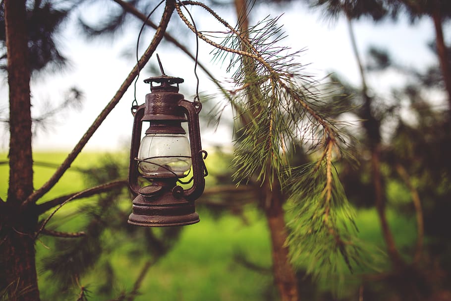 Kerosene lamp in the woods, abies, branch, bright, christmas HD wallpaper