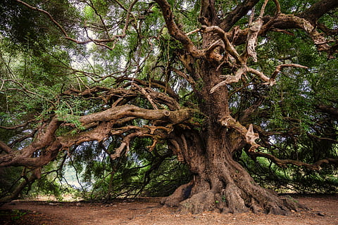 olive tree, olivier, old, nature, log, tribe, structure, bark HD wallpaper
