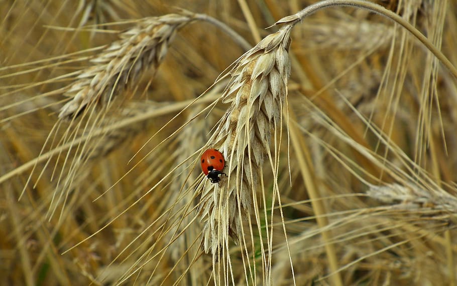 corn, ears, ladybug, insect, field, agriculture, harvest, grains HD wallpaper