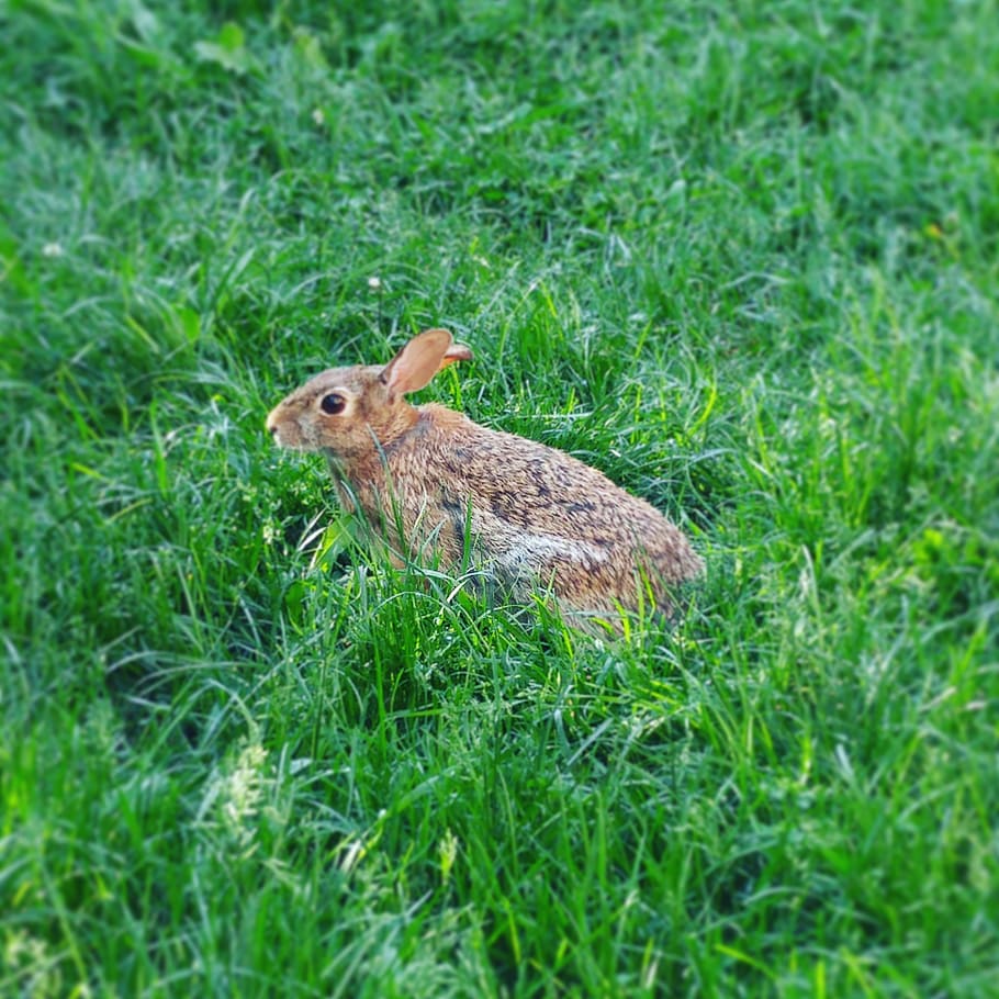 canada, ontario, rabbit, beautiful, greenery, grass, animal HD wallpaper