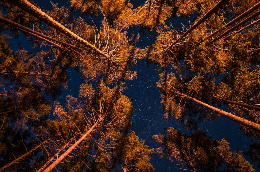 brown trees under the starry night, light, forest, tree top, sky HD wallpaper