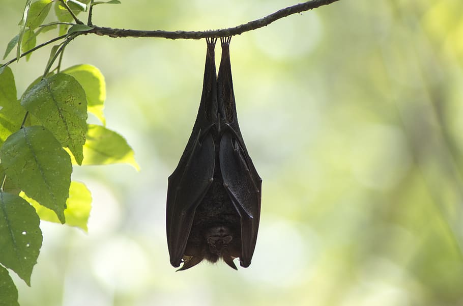india, kerala, bats, leaves, forest, green, trees, nature, sleeping