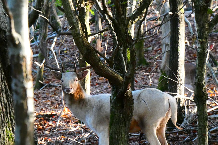 tree, plant, deer, animal, wildlife, mammal, antelope, tree trunk, HD wallpaper