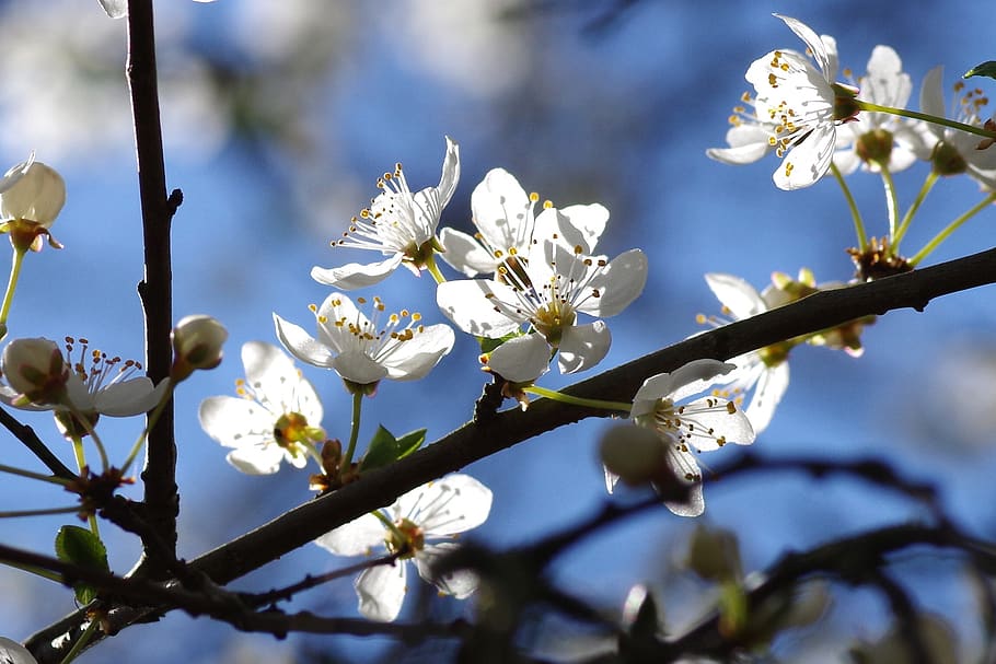 White Petaled Flower, bloom, blossom, branches, flora, flowers HD wallpaper
