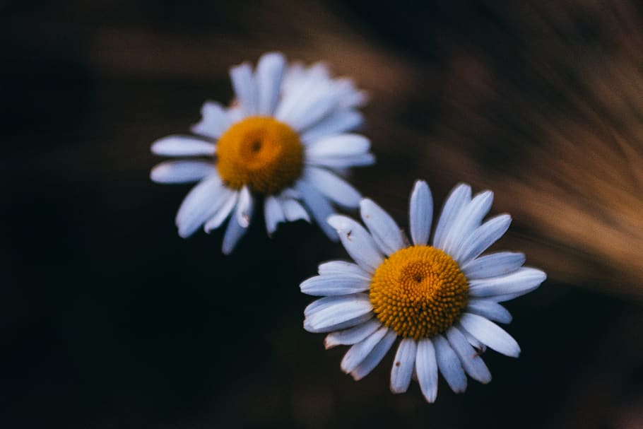 estonia, flowering plant, freshness, vulnerability, fragility HD wallpaper