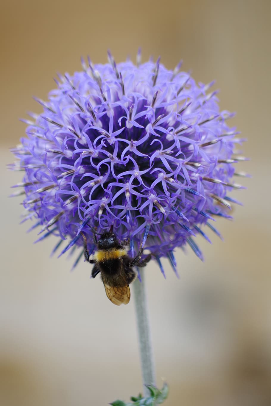 thistle, hummel, flower, insect, nature, blossom, bloom, summer HD wallpaper