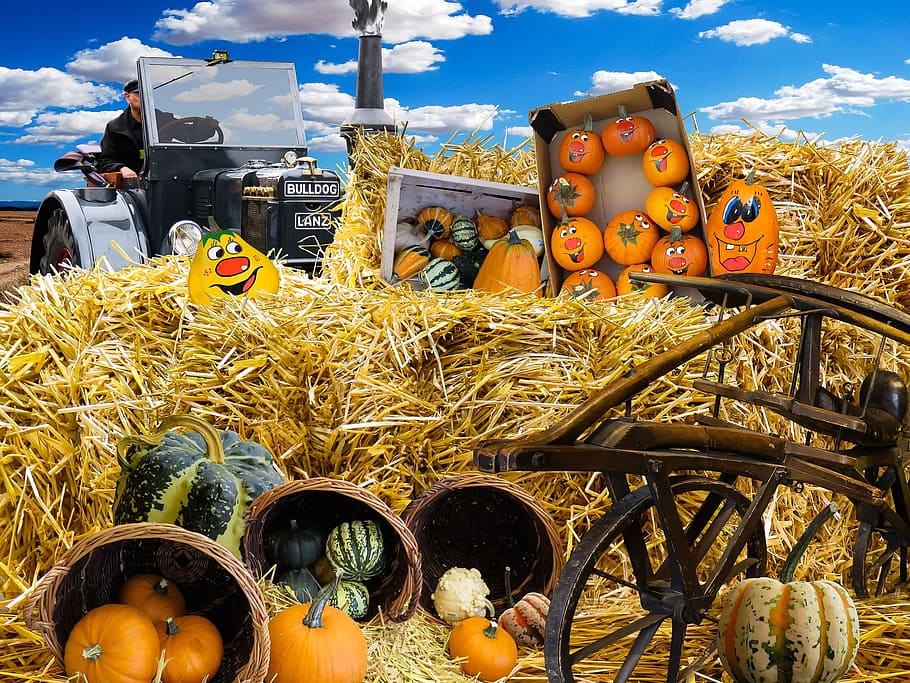 autumn, tractor, human, activity, field, straw, bale, pumpkin HD wallpaper