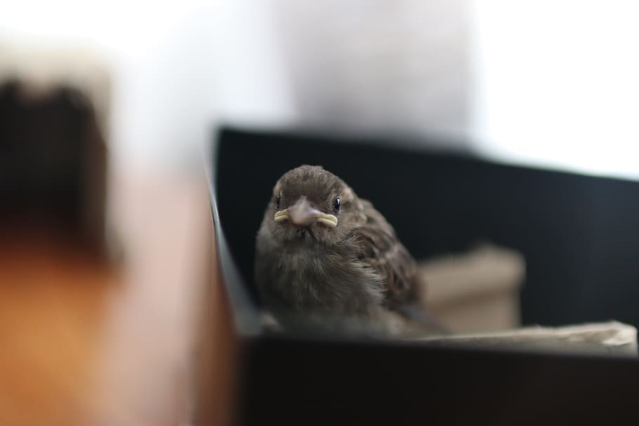 bird, animal themes, one animal, mammal, domestic, pets, domestic animals HD wallpaper