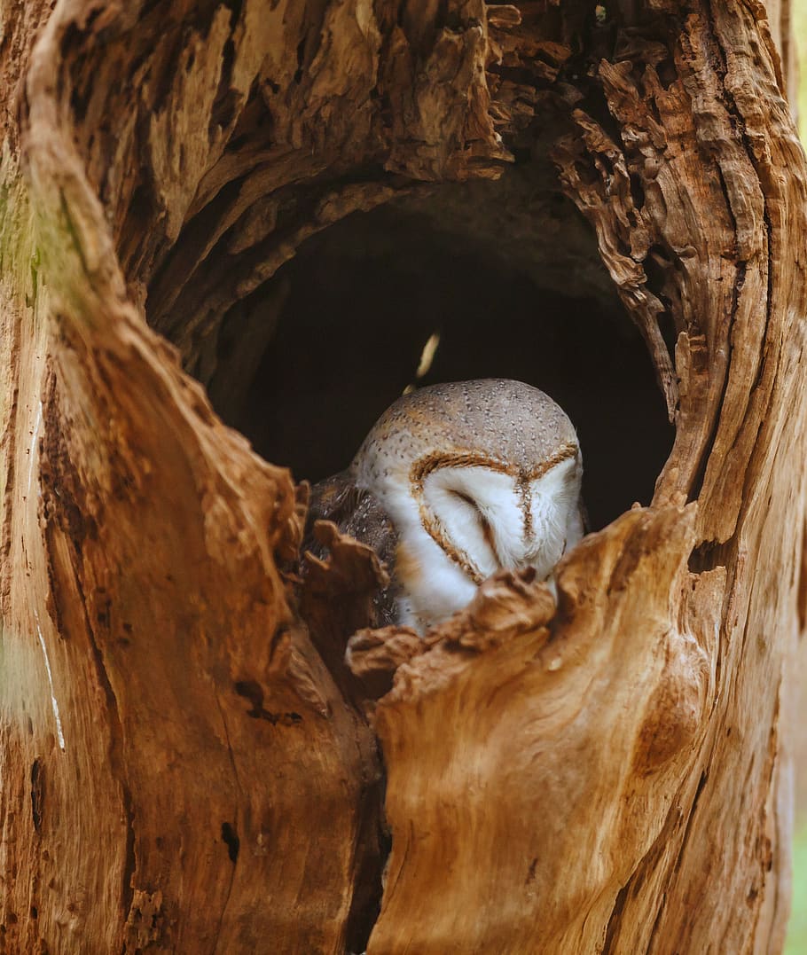 White and Gray Owl in Tree Trunk, animal, dark, wood, animal wildlife HD wallpaper