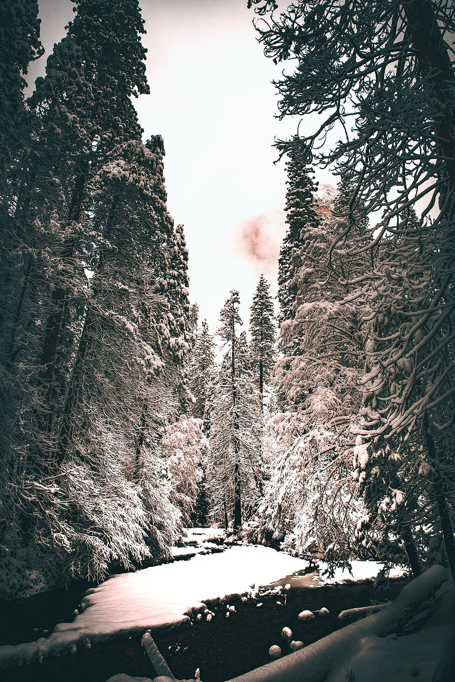 forest covered in snow, plant, tree, abies, fir, conifer, pine HD wallpaper