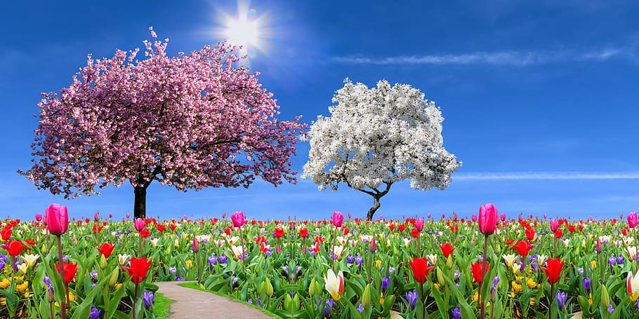 HD wallpaper: nature, landscape, garden, spring, season, flowers, tulips |  Wallpaper Flare