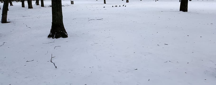 winter, snow, birds, cold, white, trees, park, branches, season HD wallpaper