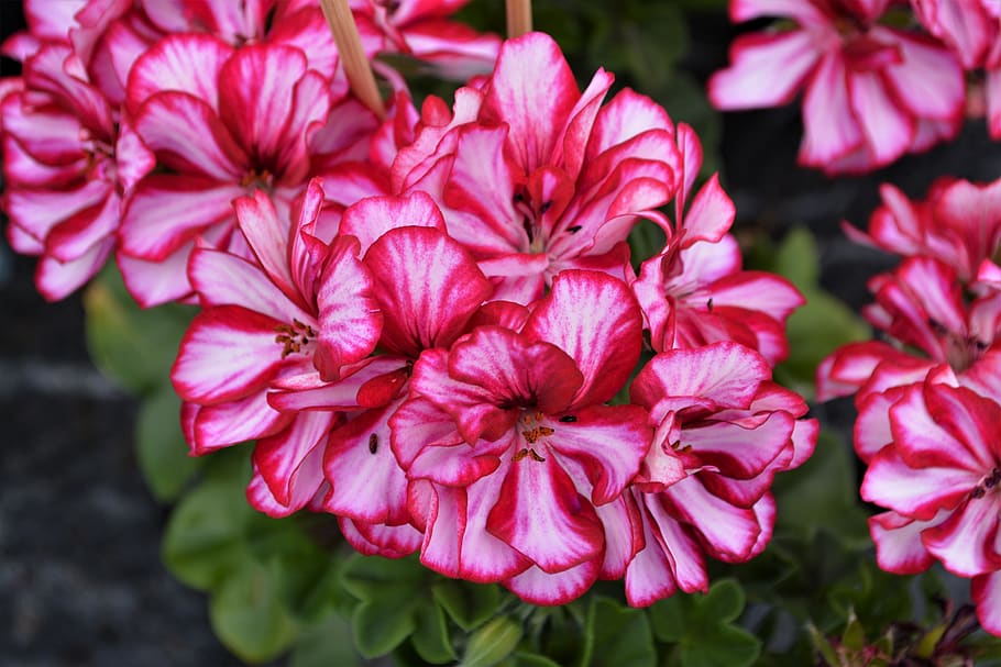 pink, red, blossom, bloom, flower, close up, nature, pink flower HD wallpaper