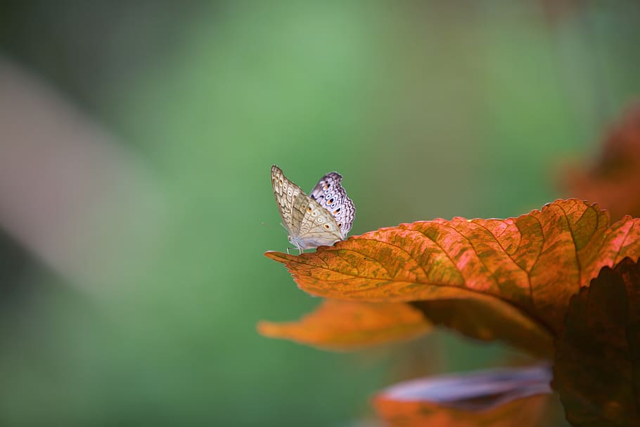 butterfly, leaf, nature, close up, colorful, green, animal themes HD wallpaper