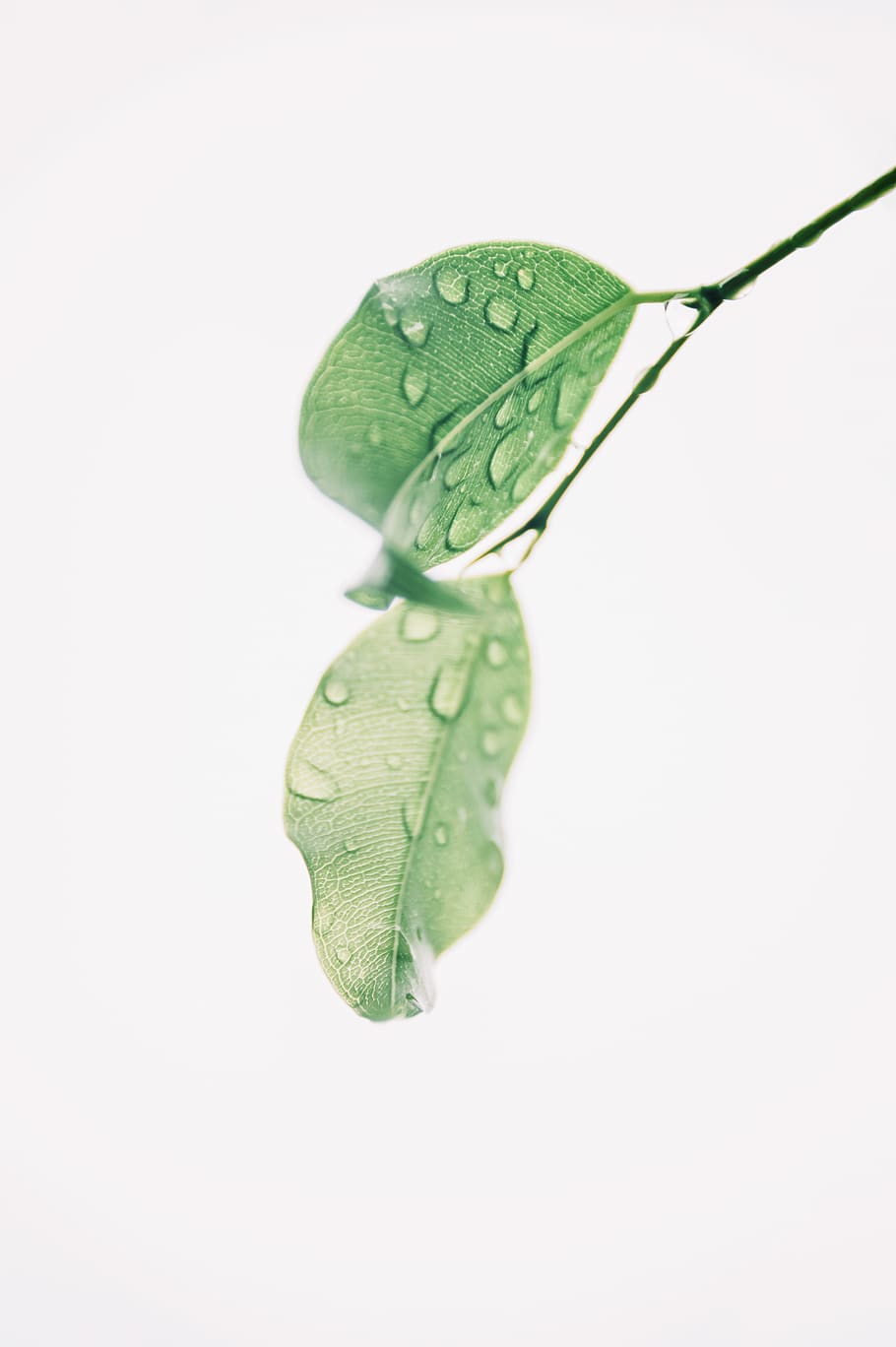 Photography of Wet Green Leaves, blur, botany, clean, close-up HD wallpaper