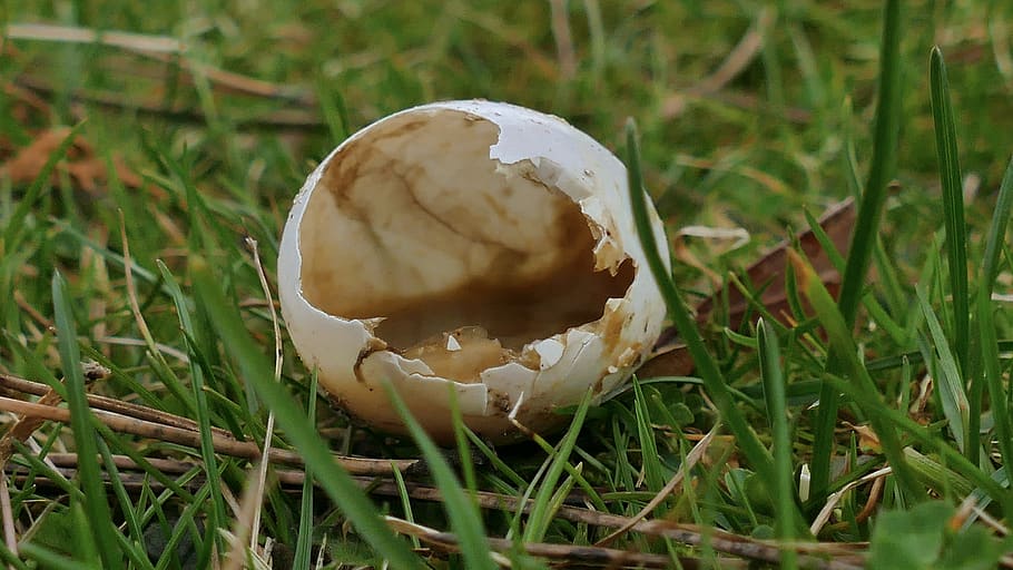 egg, chick, bird, shell, plant, close-up, land, food, field HD wallpaper