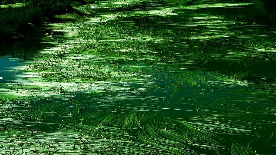 italy, madonna di campiglio, green color, water, plant, no people, HD wallpaper