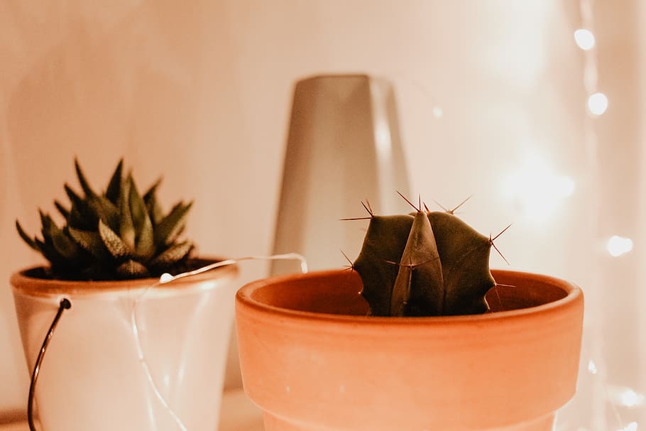 bokeh, lights, pot, greenery, plants, succulents, potted plant HD wallpaper