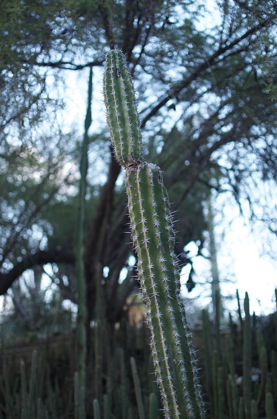 cactus, nature, green, trees, desert, plant, growth, beauty in nature