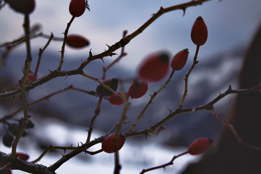 winter, fruit, plant, healthy eating, branch, growth, tree HD wallpaper