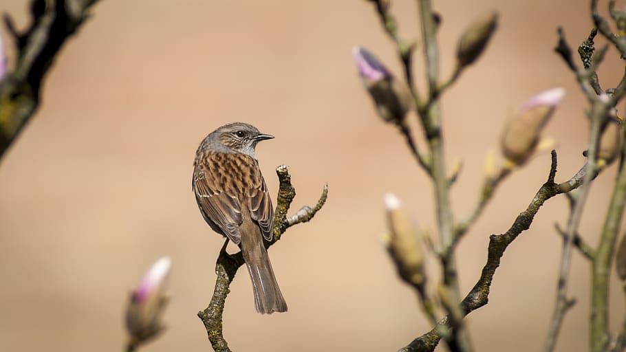 brown bird on tree branch, animal wildlife, animals in the wild HD wallpaper