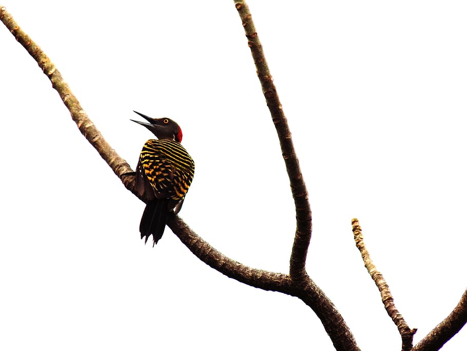 carpintero, rojo, negro, black, red, ave, pájaro, birth, bird HD wallpaper