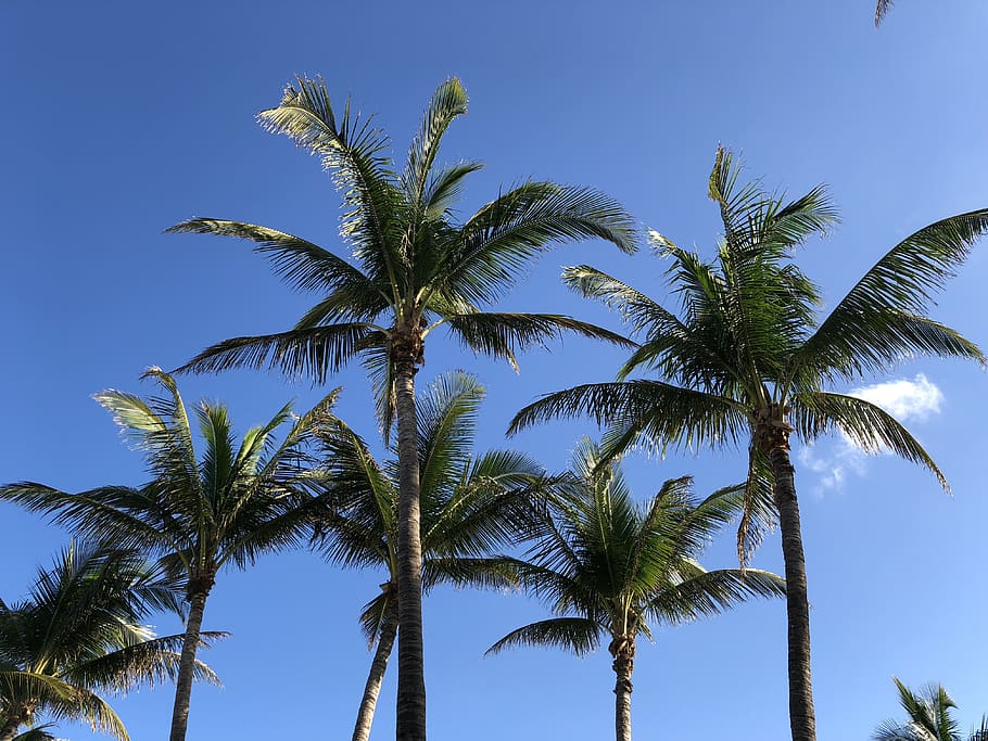 palm trees, sky, tropical climate, plant, low angle view, blue HD wallpaper
