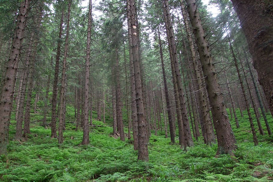 forest, fog, trees, nature, mystical, mood, plant, land, tree trunk HD wallpaper