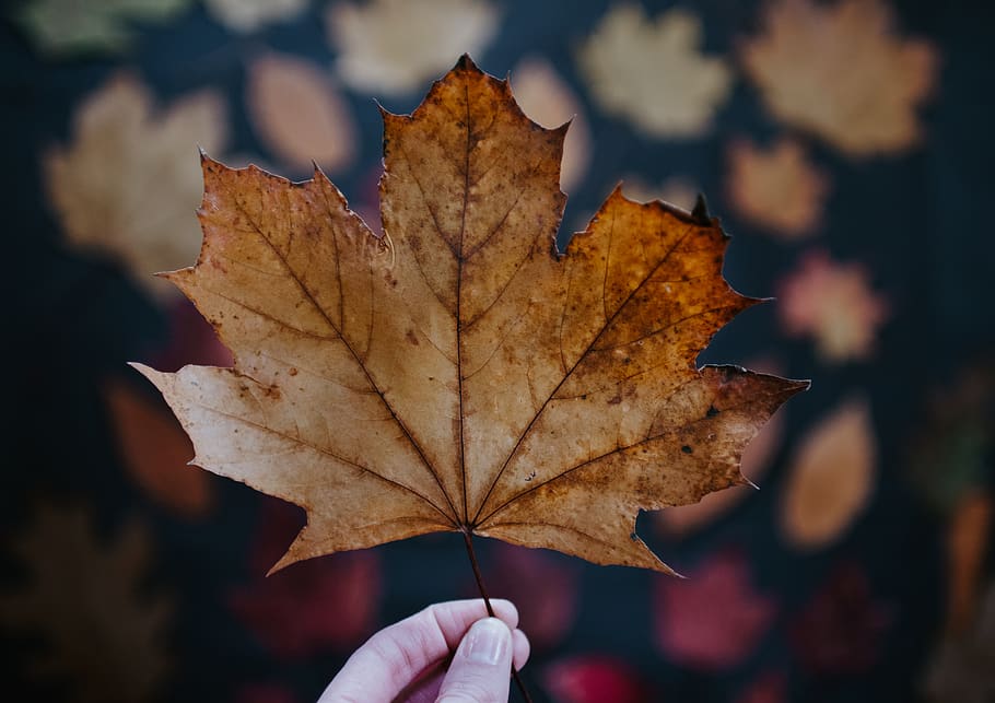 person holding maple leaf, plant, tree, fungus, human, hand, veins HD wallpaper