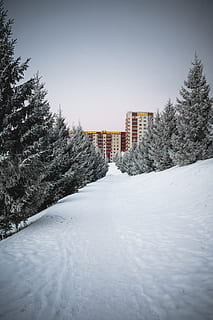 snow covered pine trees, plant, fir, abies, conifer, spruce, ufa HD wallpaper