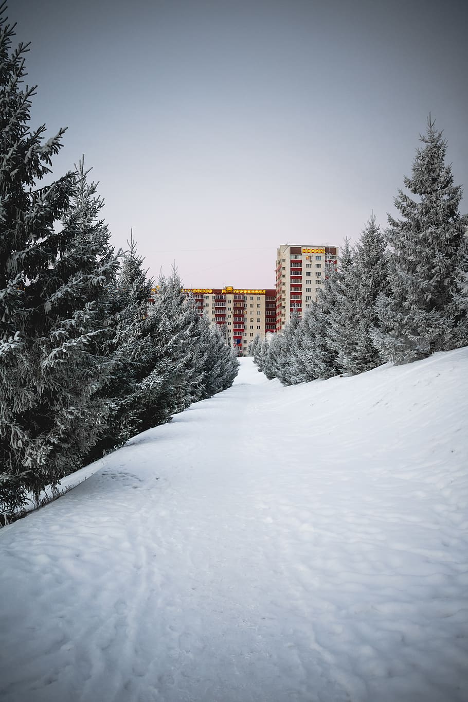 snow covered pine trees, plant, fir, abies, conifer, spruce, ufa HD wallpaper