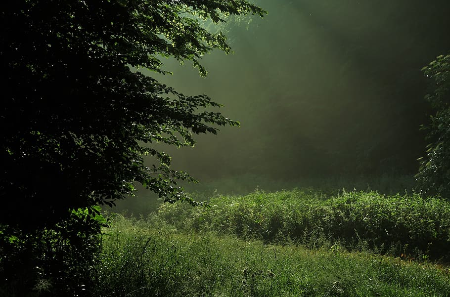 nature, light, forest, green, plant, tree, tranquility, beauty in nature HD wallpaper