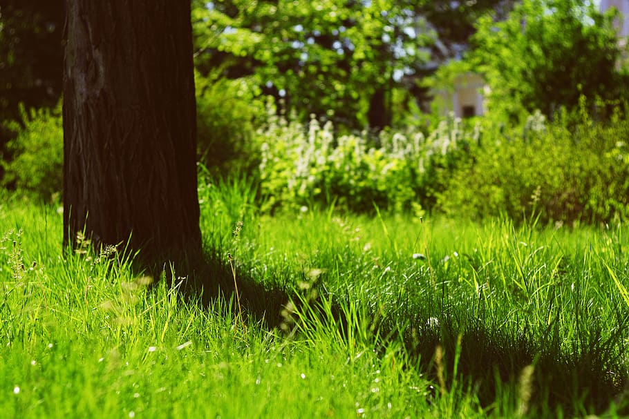 trees, grass, leaves, nature, background, wallpaper, summer HD wallpaper